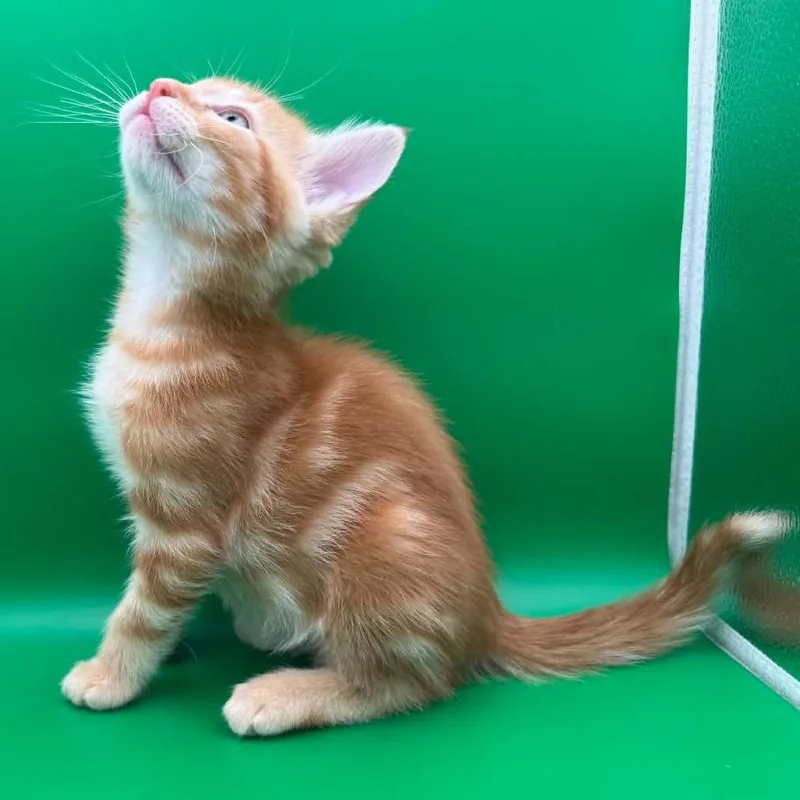 Cutie Pie thumbnail 2