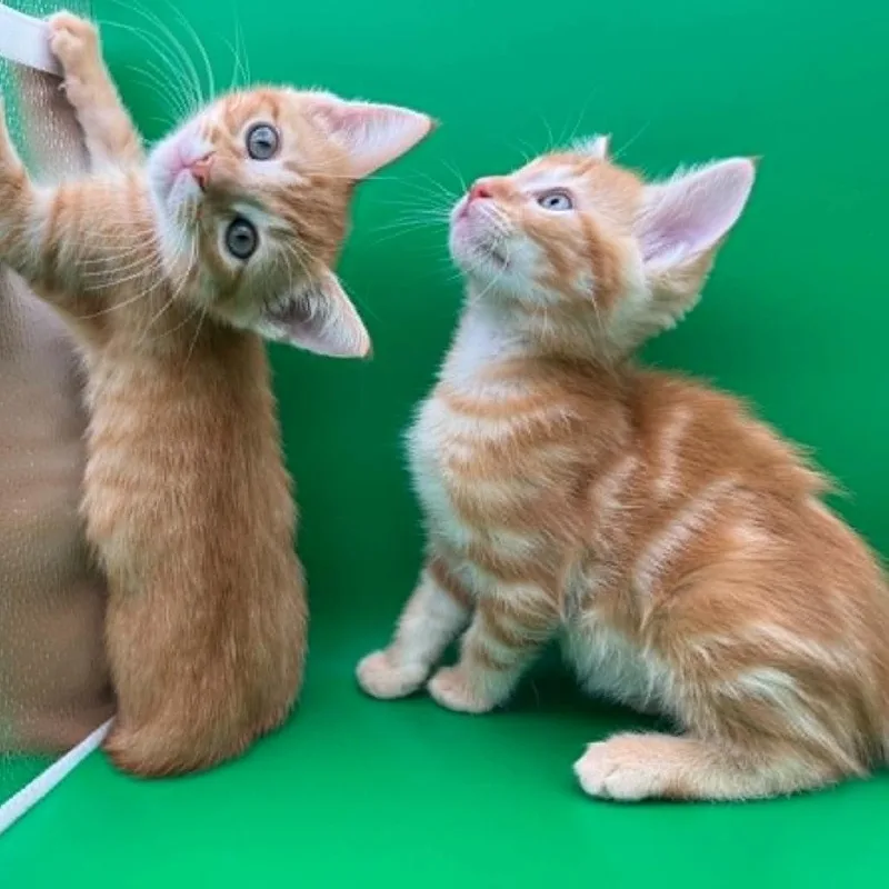 Cutie Pie thumbnail 3