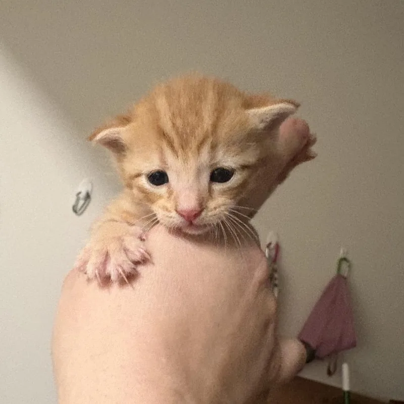 Cutie Pie thumbnail 5