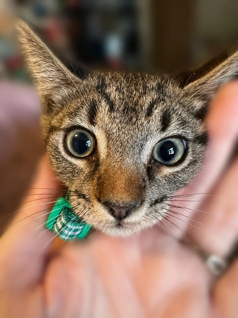 A baby medium-sized male Tabby (Brown / Chocolate) Tabby cat named Tristan for adoption in Fresno, CA