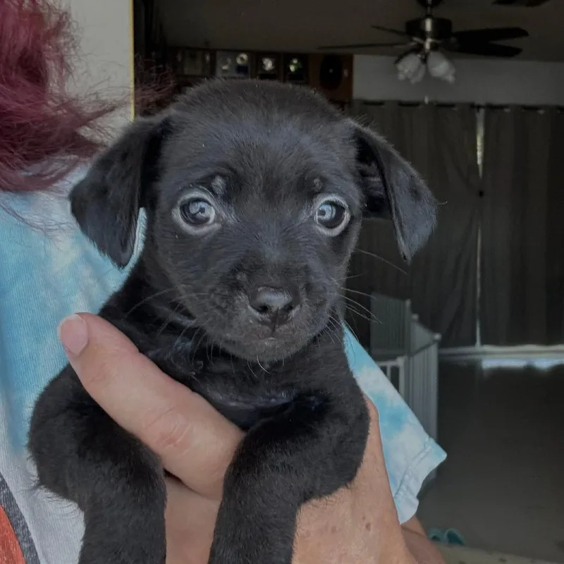 A baby small-sized female Black Miniature Dachshund dog named Snubbull for adoption in Fresno, CA