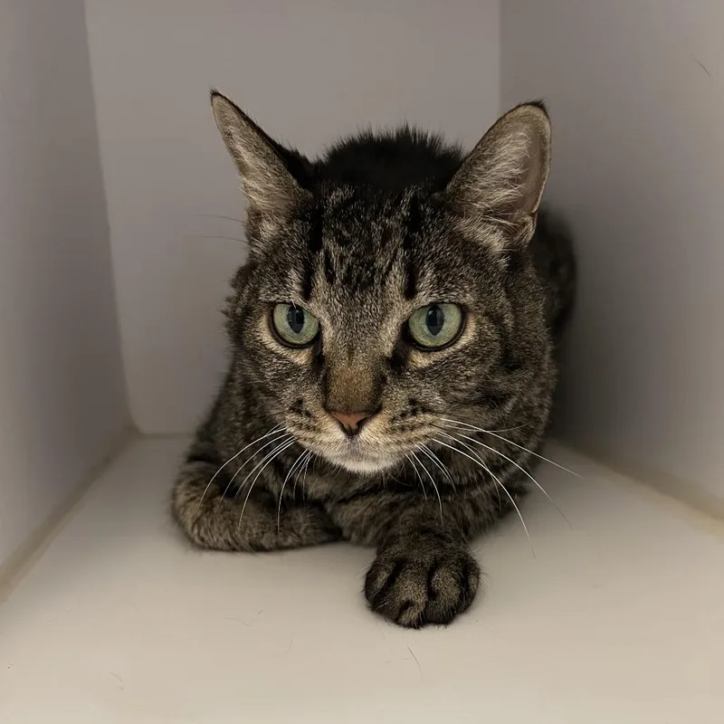 An adult medium-sized male Brown / Chocolate Domestic Short Hair cat named Ted for adoption in Kanab, UT