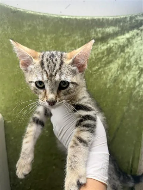 A baby small-sized male Domestic Short Hair cat named Simon for adoption in Riverside, CA
