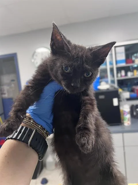 A baby small-sized male Domestic Short Hair cat named Flint for adoption in Tallahassee, FL