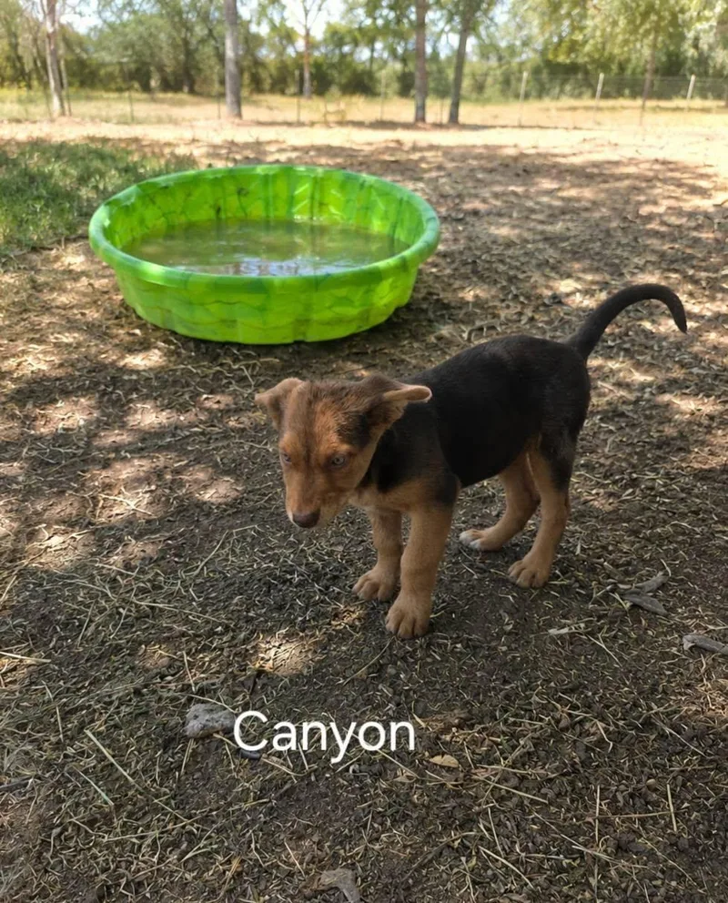 A young medium-sized male German Shepherd Dog dog named Canyon for adoption in Midway, UT