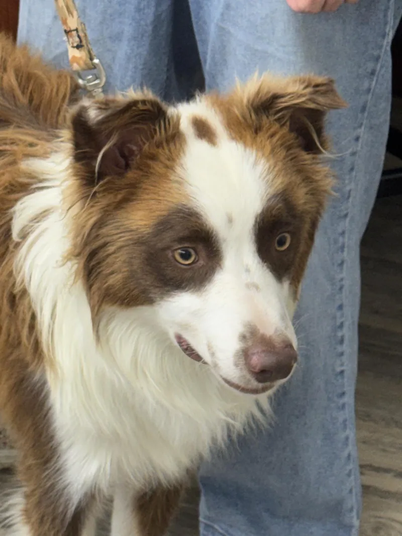 A young medium-sized male White / Cream Border Collie dog named Kenai for adoption in Sonora, CA