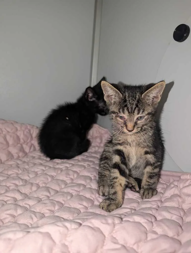 A baby medium-sized male Domestic Short Hair cat named Apollo for adoption in Athens, AL