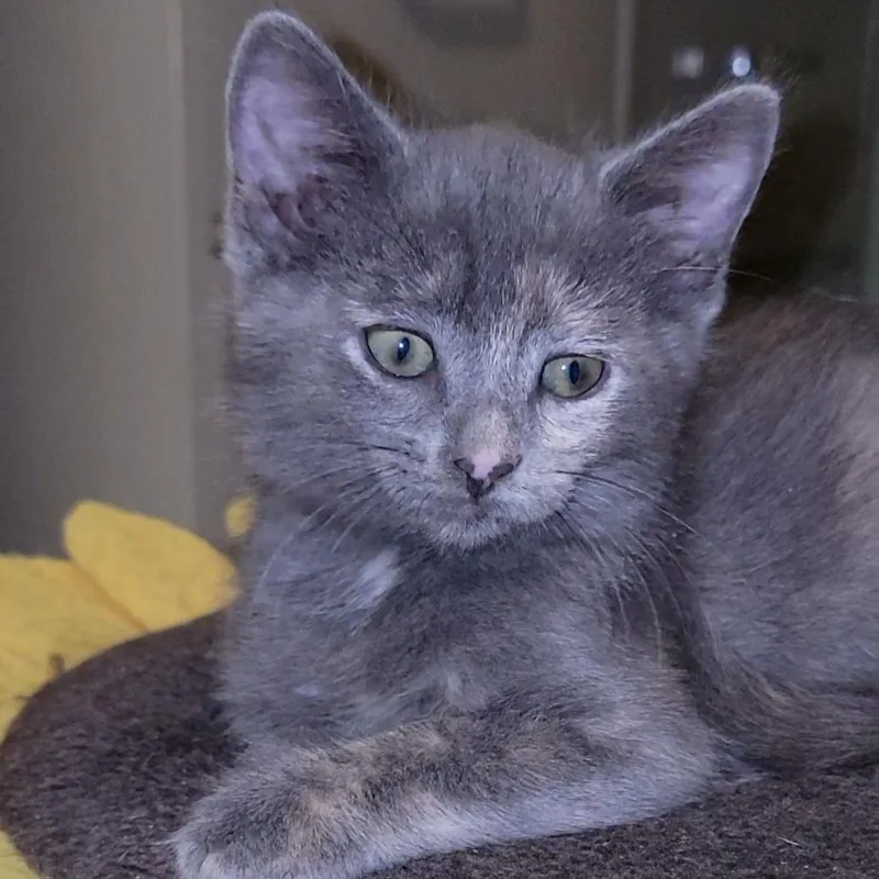 A baby small-sized female Gray / Blue / Silver Domestic Short Hair cat named Eden for adoption in Marietta, GA