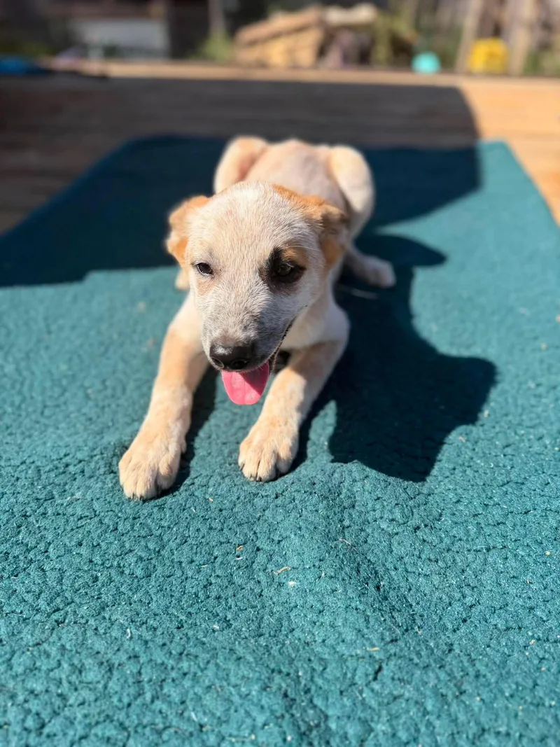 A baby large-sized female Australian Cattle Dog / Blue Heeler dog named Ukulele for adoption in New Baltimore, MI