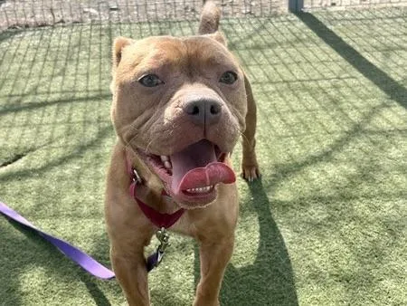 An adult medium-sized female Pit Bull Terrier dog named Nyla for adoption in Martinez, CA