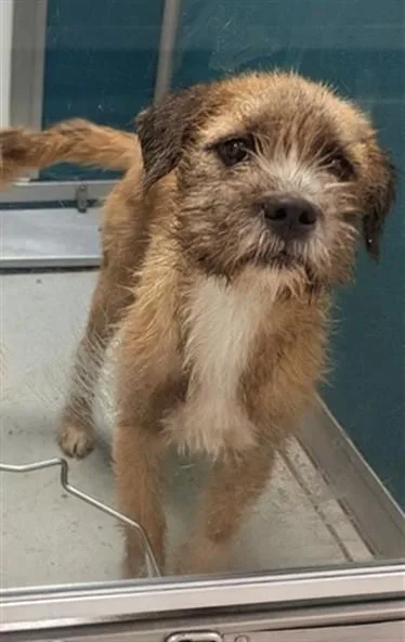A young small-sized male Terrier dog named A for adoption in Oklahoma City, OK