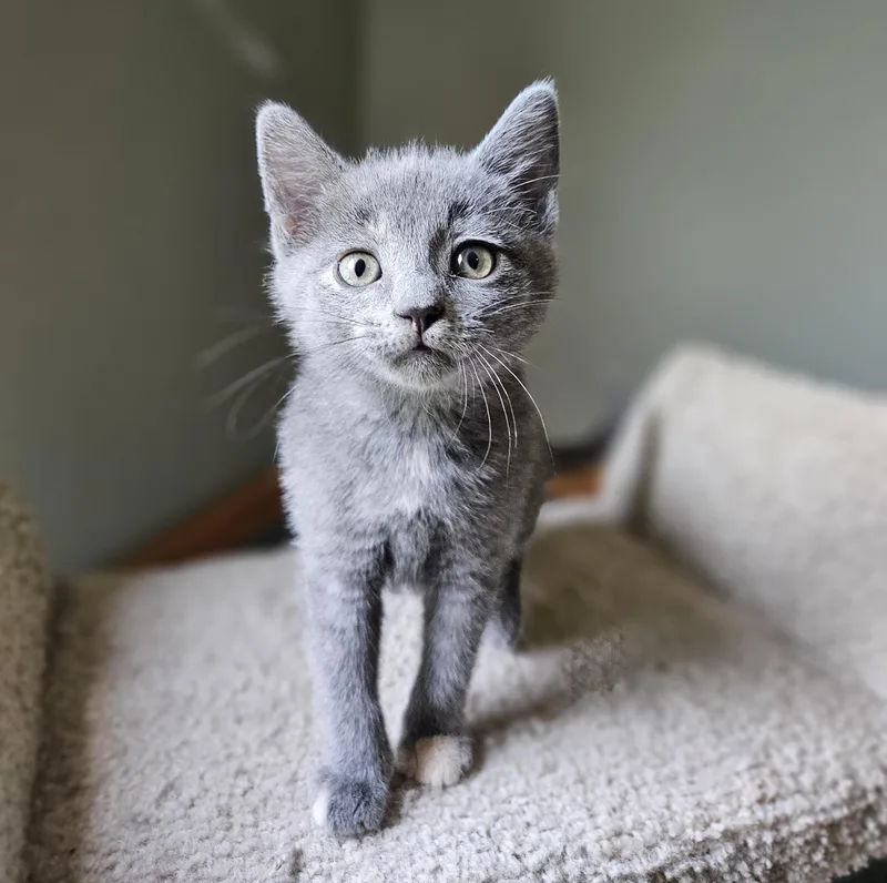 A baby small-sized female Domestic Short Hair cat named Danish for adoption in Verona, WI
