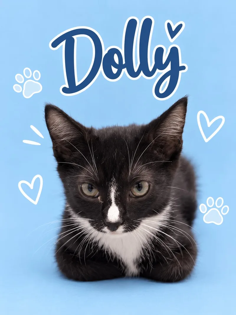 A baby medium-sized male Tuxedo cat named Charles & Dolly: Bonded for adoption in Greenville, DE