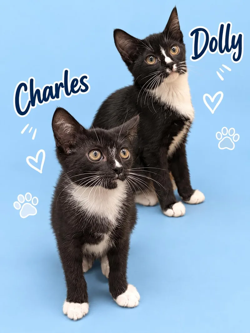 Charles & Dolly: Bonded thumbnail 3