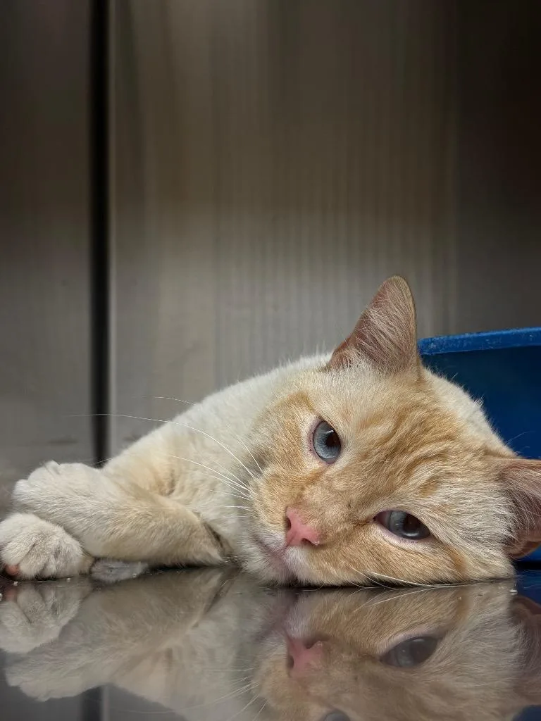 A young medium-sized male Domestic Short Hair cat named River for adoption in Thayne, WY
