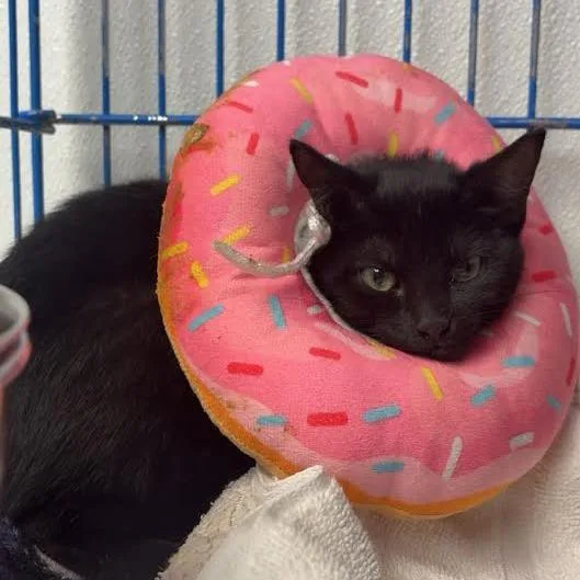 A young small-sized female Black Domestic Short Hair cat named Coraline for adoption in Blairsville, GA