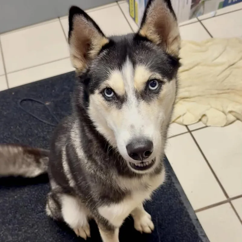 A young medium-sized female Black Husky dog named Respusha for adoption in Washington Township, OH