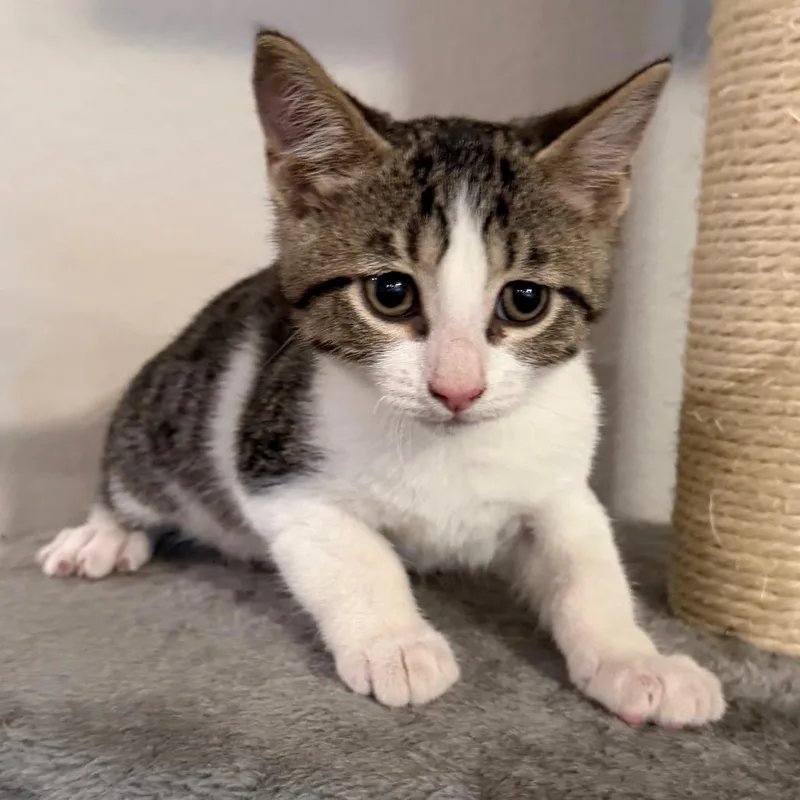 A baby small-sized male White Domestic Short Hair cat named Bandit for adoption in Midland, TX