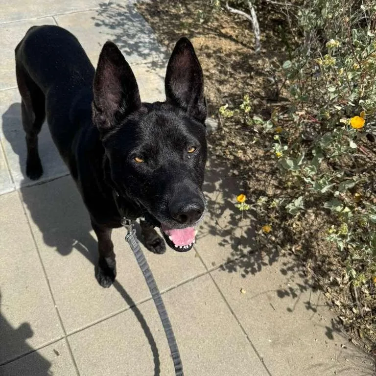 A senior large-sized male Black Shepherd dog named Felipe for adoption in Ramona, CA