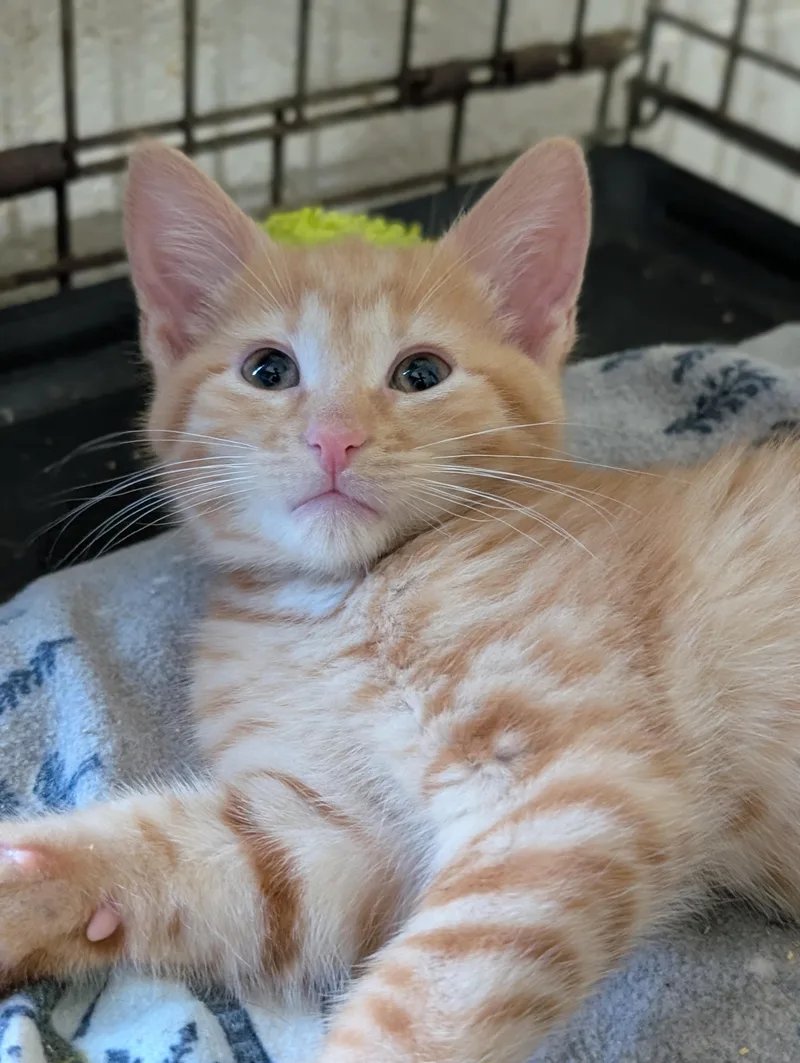 A baby medium-sized male Tabby (Orange / Red) Domestic Short Hair cat named Maple for adoption in Tilton, IL
