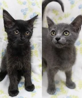 A baby small-sized female Gray / Blue / Silver Domestic Short Hair cat named Flower & Fluffy for adoption in Encinitas, CA