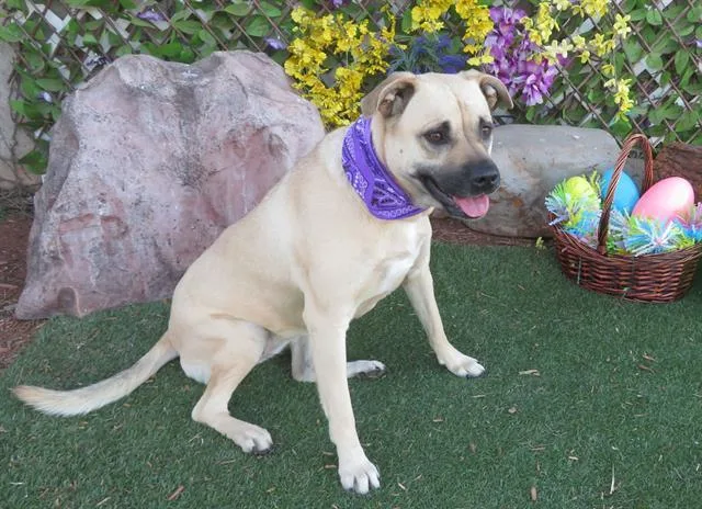 An adult small-sized female Black Mouth Cur dog named Zelda for adoption in Oklahoma City, OK