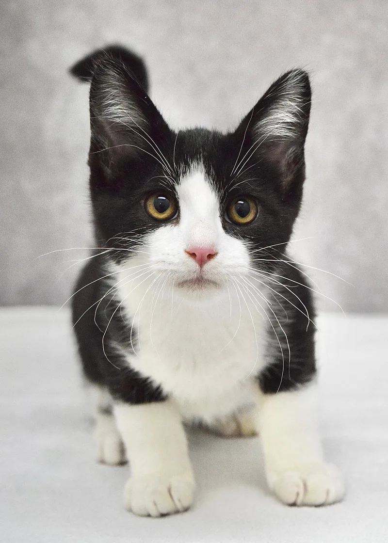 A baby medium-sized male Black & White / Tuxedo Domestic Short Hair cat named Thragg for adoption in Dublin, CA