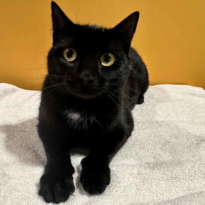 An adult medium-sized female Domestic Short Hair cat named Serafina FKA Laurie for adoption in Chesapeake, VA