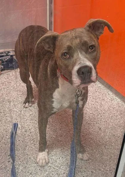An adult large-sized male Gray / Blue / Silver Pit Bull Terrier dog named Kole Waters for adoption in Kansas City, MO