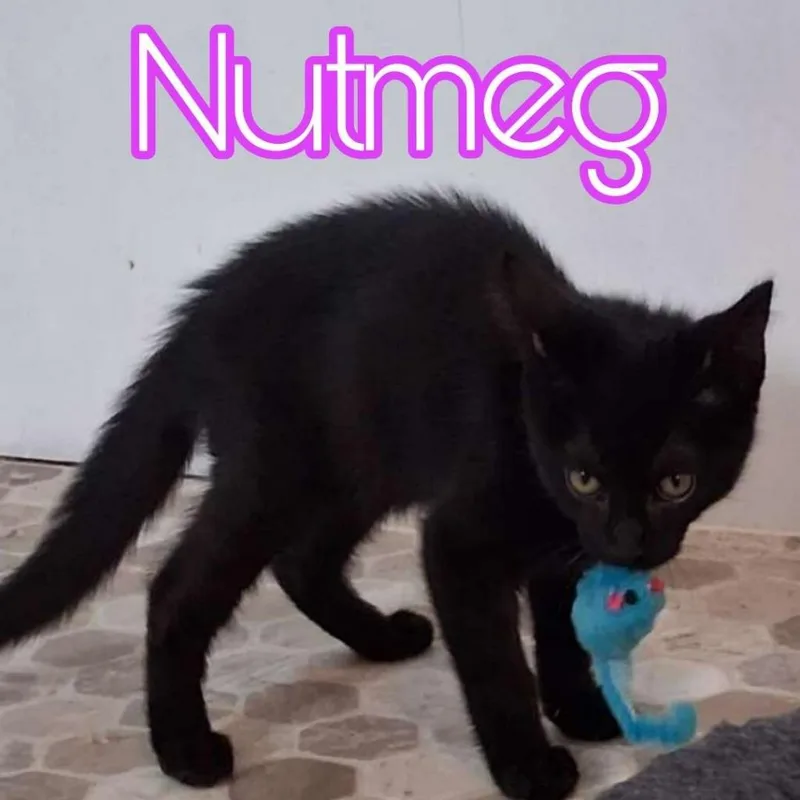 A baby small-sized male Domestic Short Hair cat named Nutmeg for adoption in Hillsboro, OH