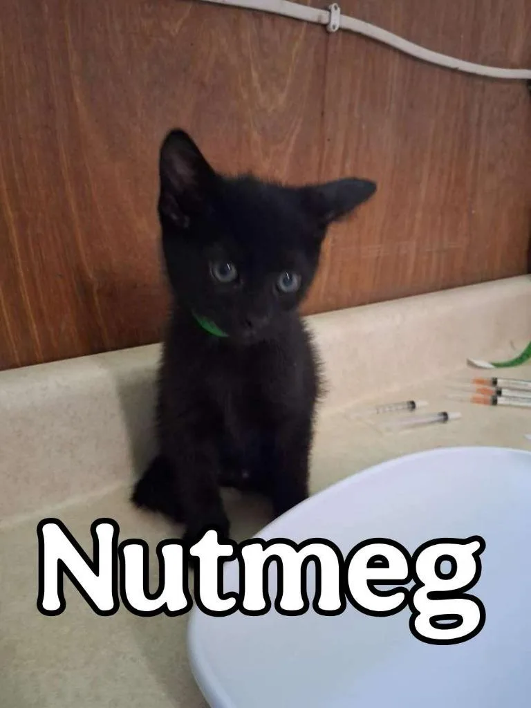 Nutmeg thumbnail 2