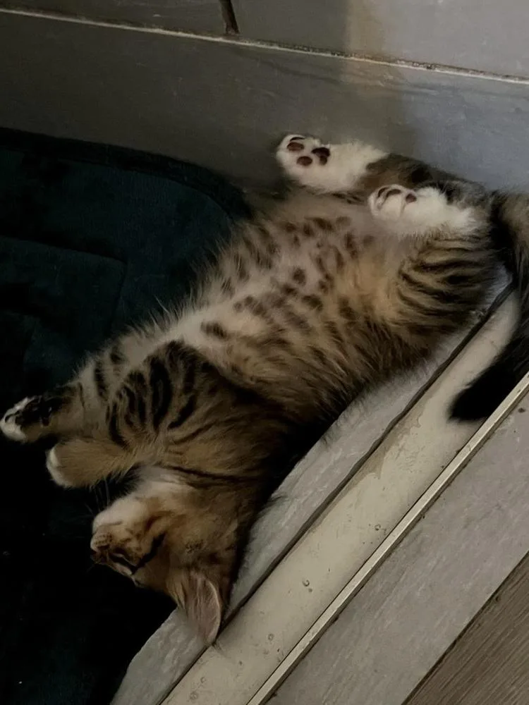 A baby small-sized male Domestic Short Hair cat named Wolverine for adoption in Dallas, TX