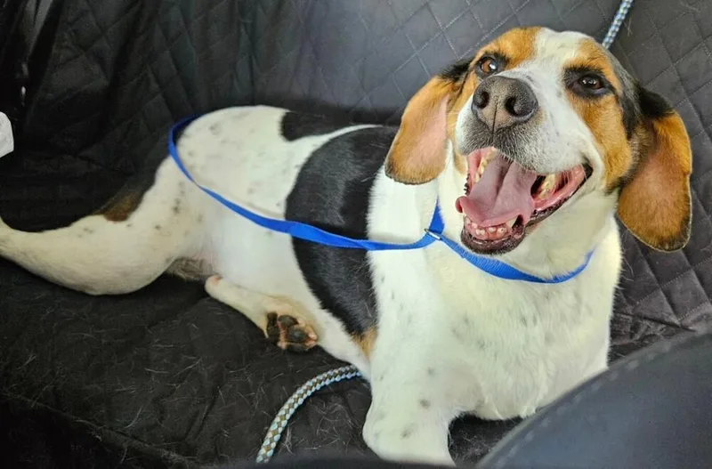 An adult medium-sized female Beagle dog named Scout for adoption in Dallas, TX
