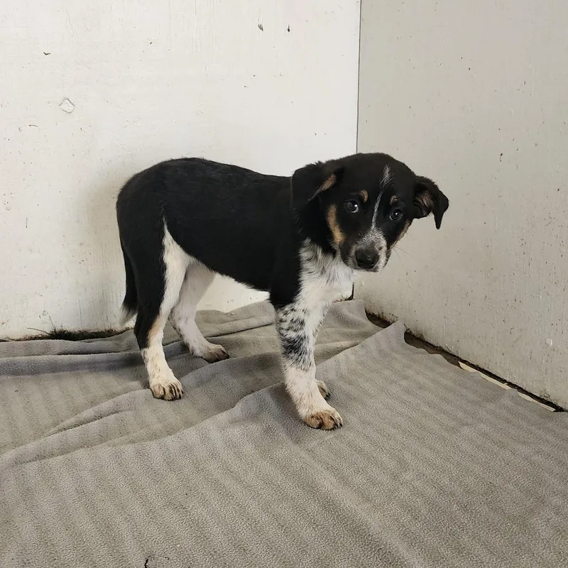 A baby medium-sized female White / Cream Mixed Breed dog named Tessa for adoption in Boaz, AL