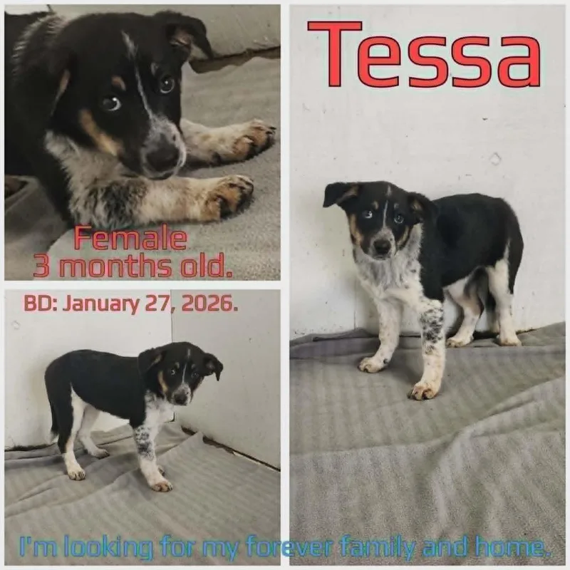 Tessa thumbnail 3