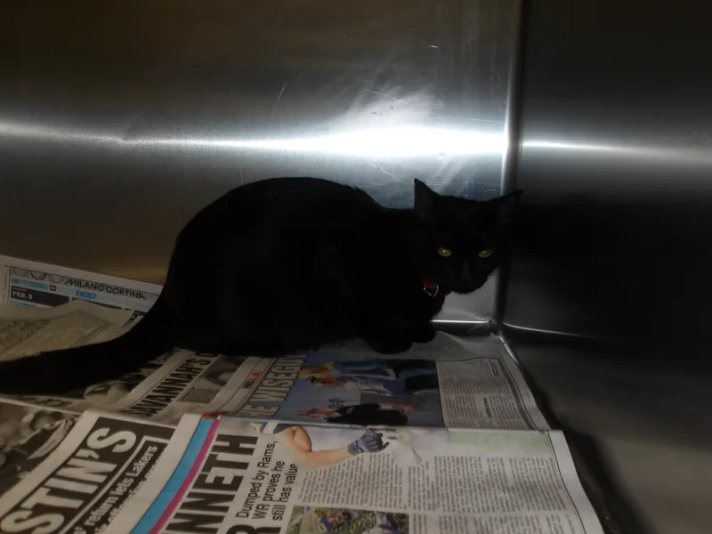 A young small-sized female Domestic Short Hair cat named Scarlett for adoption in Los Angeles, CA