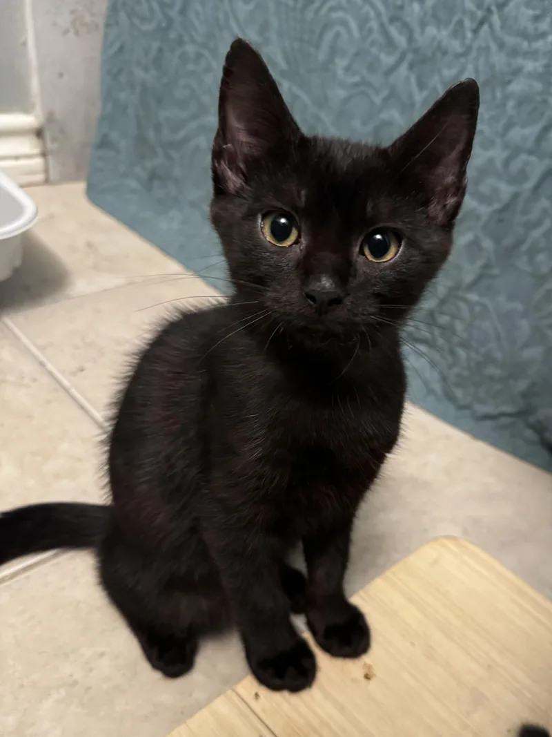 A baby small-sized male Bombay cat named Nova for adoption in Houston, TX
