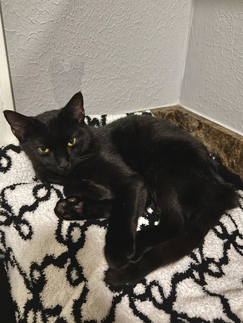 Nova thumbnail 2