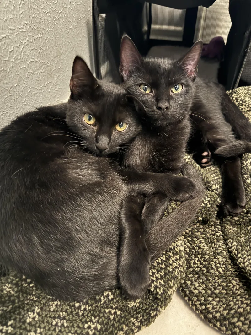Nova thumbnail 4