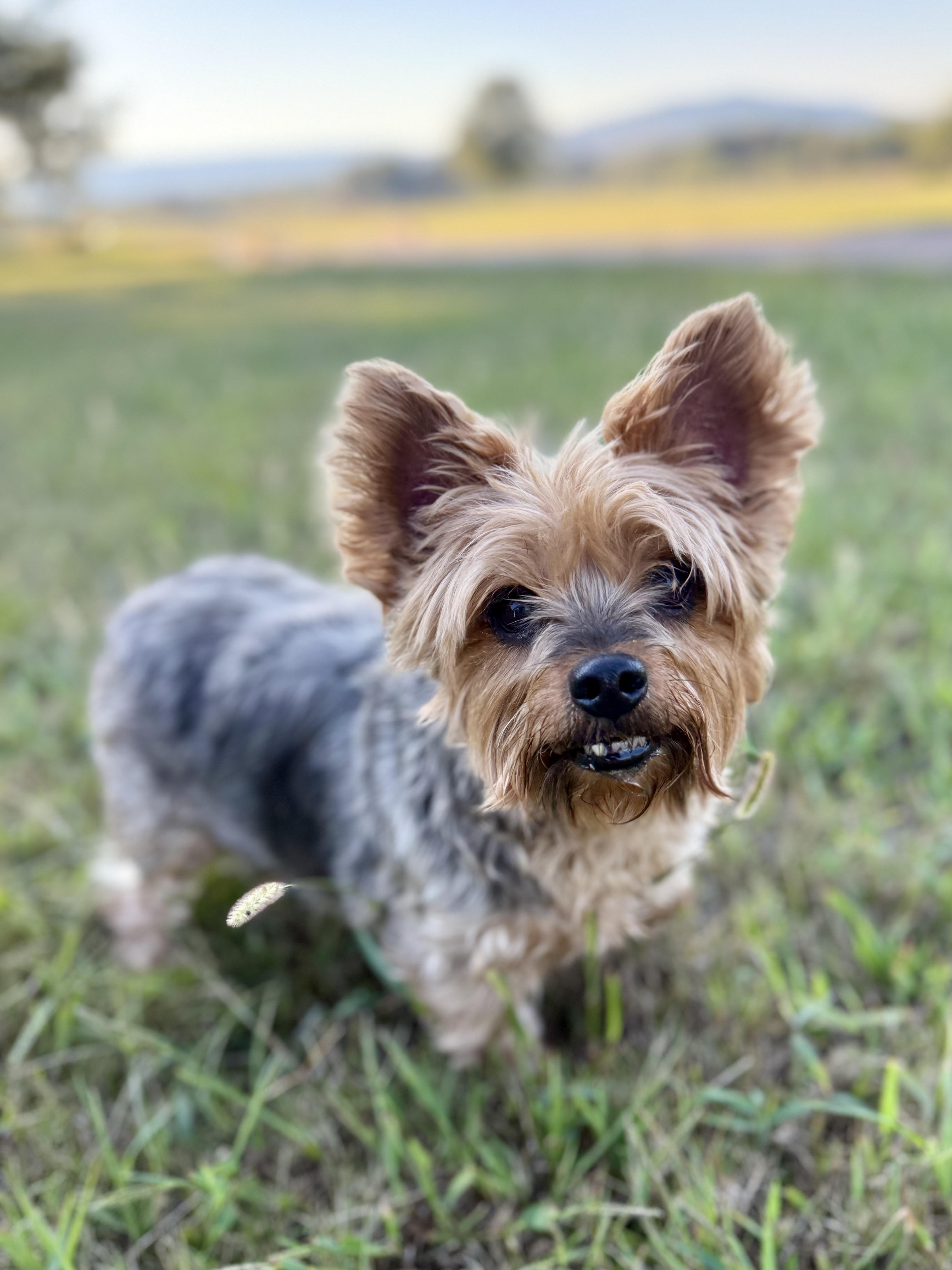 An adult small-sized male Yorkshire Terrier dog named Lucky for adoption in Newfoundland, NJ