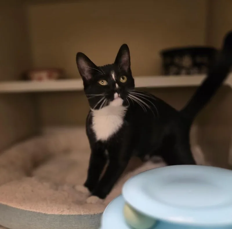 A baby small-sized female Black & White / Tuxedo Tuxedo cat named Mushi for adoption in New Rochelle, NY