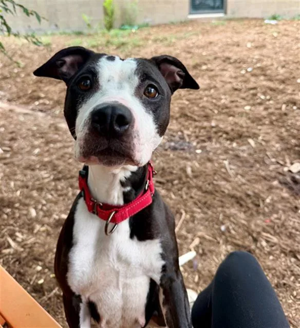 An adult medium-sized female Pit Bull Terrier dog named Cardi for adoption in Denver, CO