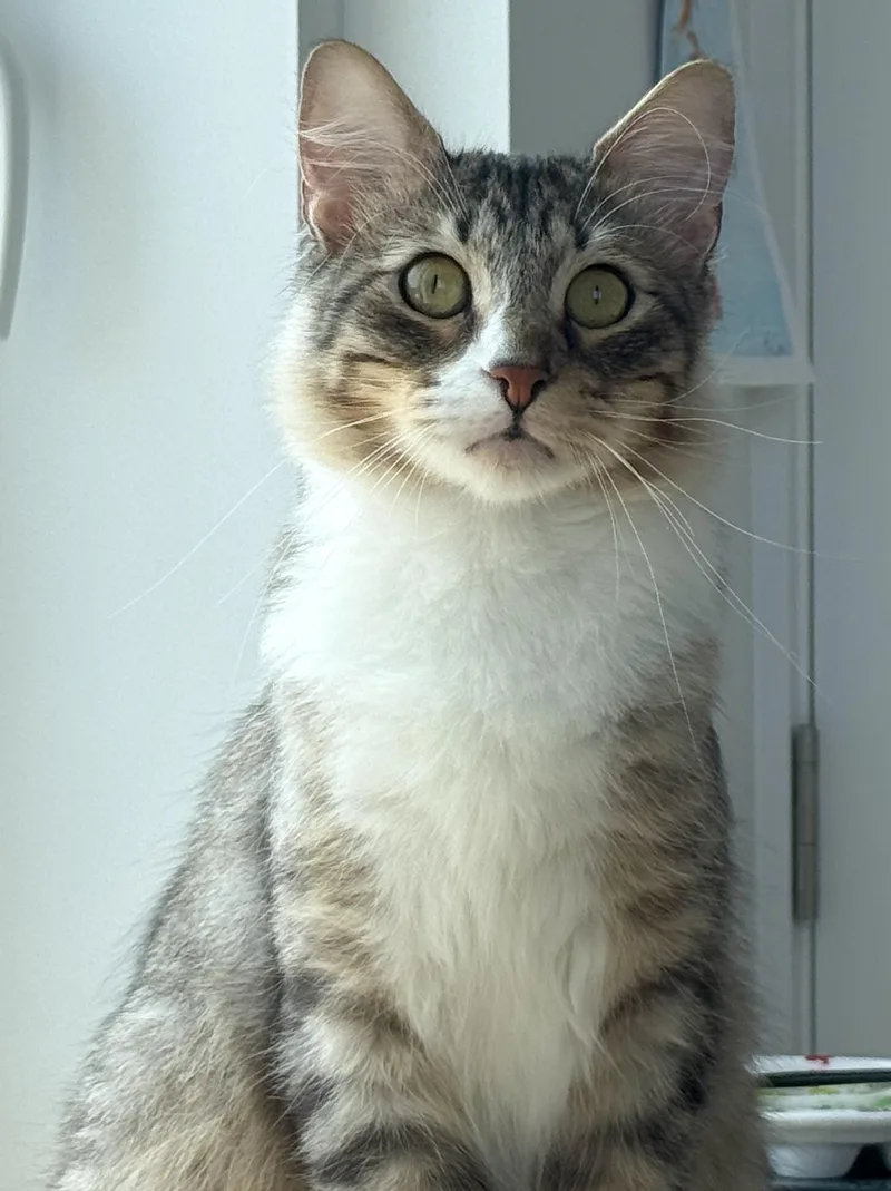 A young medium-sized male Domestic Medium Hair cat named Desmond for adoption in Brooklyn, NY