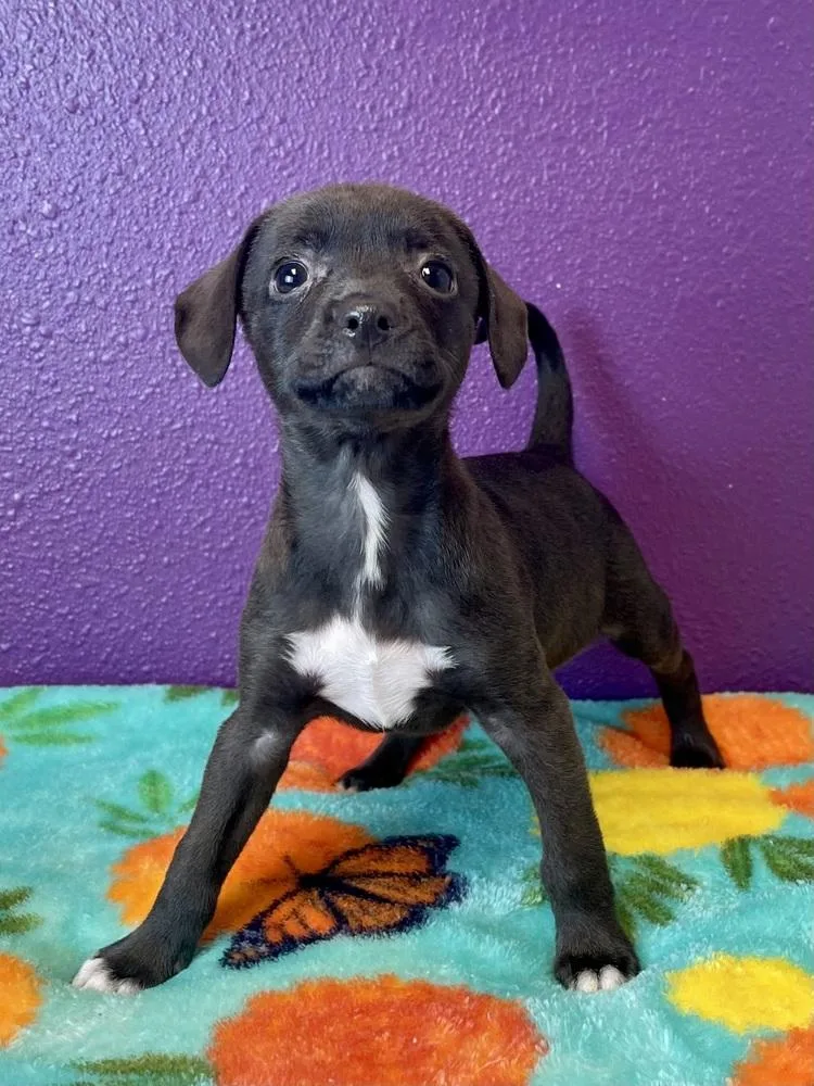 A baby small-sized male Gray / Blue / Silver Chihuahua dog named Mint Chip for adoption in Jamestown, CA