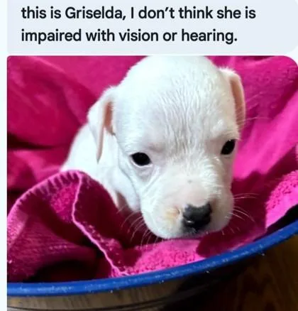 A baby medium-sized female Boxer dog named Griselda for adoption in West Memphis, AR
