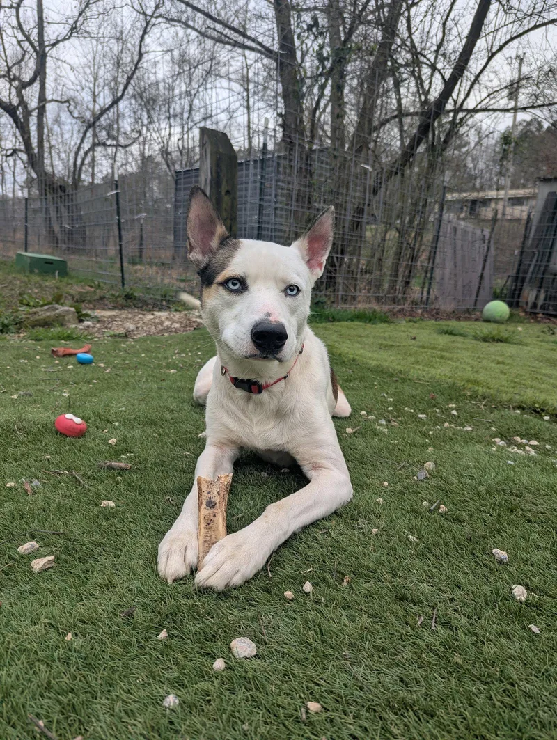 A young medium-sized male Husky dog named Denver for adoption in Calhoun, GA