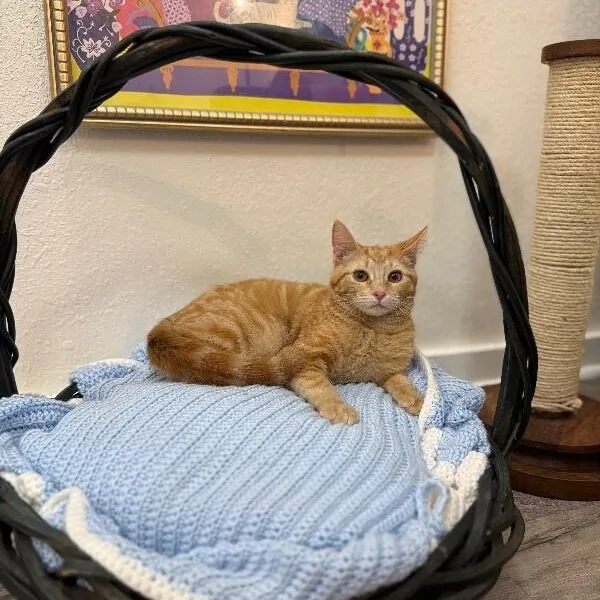 A young medium-sized female Tabby (Orange / Red) Domestic Short Hair cat named Kimmie Clementine for adoption in Friendswood, TX