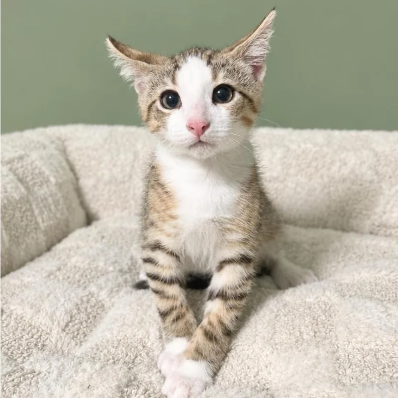 A baby medium-sized male Tabby (Brown / Chocolate) Tabby cat named Matcha for adoption in Fort Worth, TX