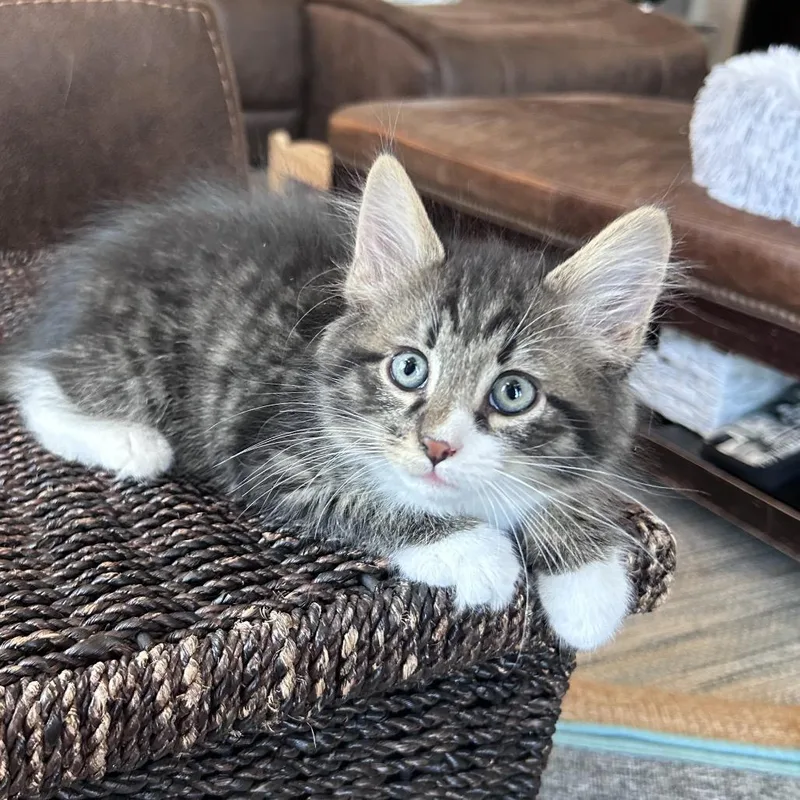 A baby small-sized male Brown / Chocolate Domestic Short Hair cat named Goose Tabby for adoption in Potomac, MD