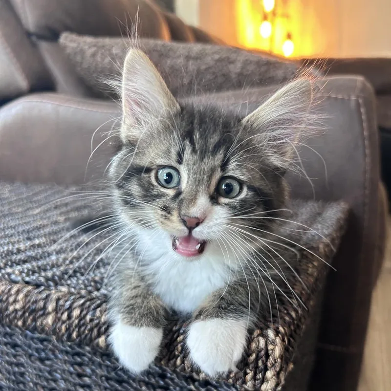 Goose Tabby thumbnail 2